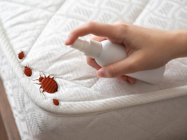 Best Termite Control Services  in Moweaqua, IL
