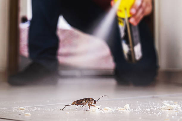 Best Spider Control Near Me  in Moweaqua, IL